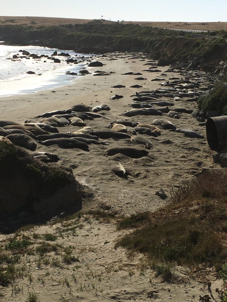 Elephant Seals